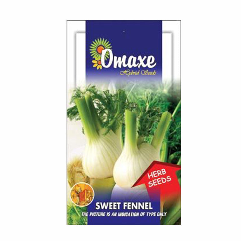 Omaxe Sweet Fennel Florence Seeds (20-30 seeds)