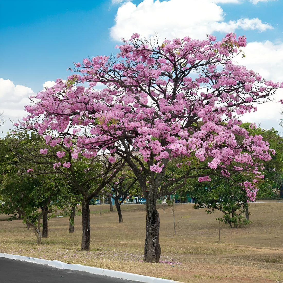 Tabebuia Rosea - Pink trumpet tree