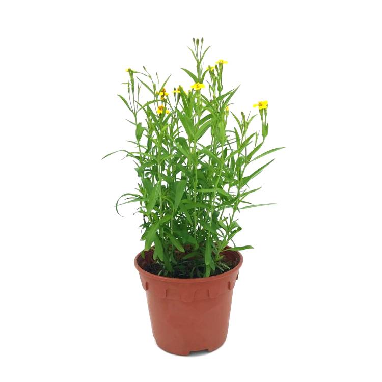 Terragon Herb Plant - Artemisia Dracunculus