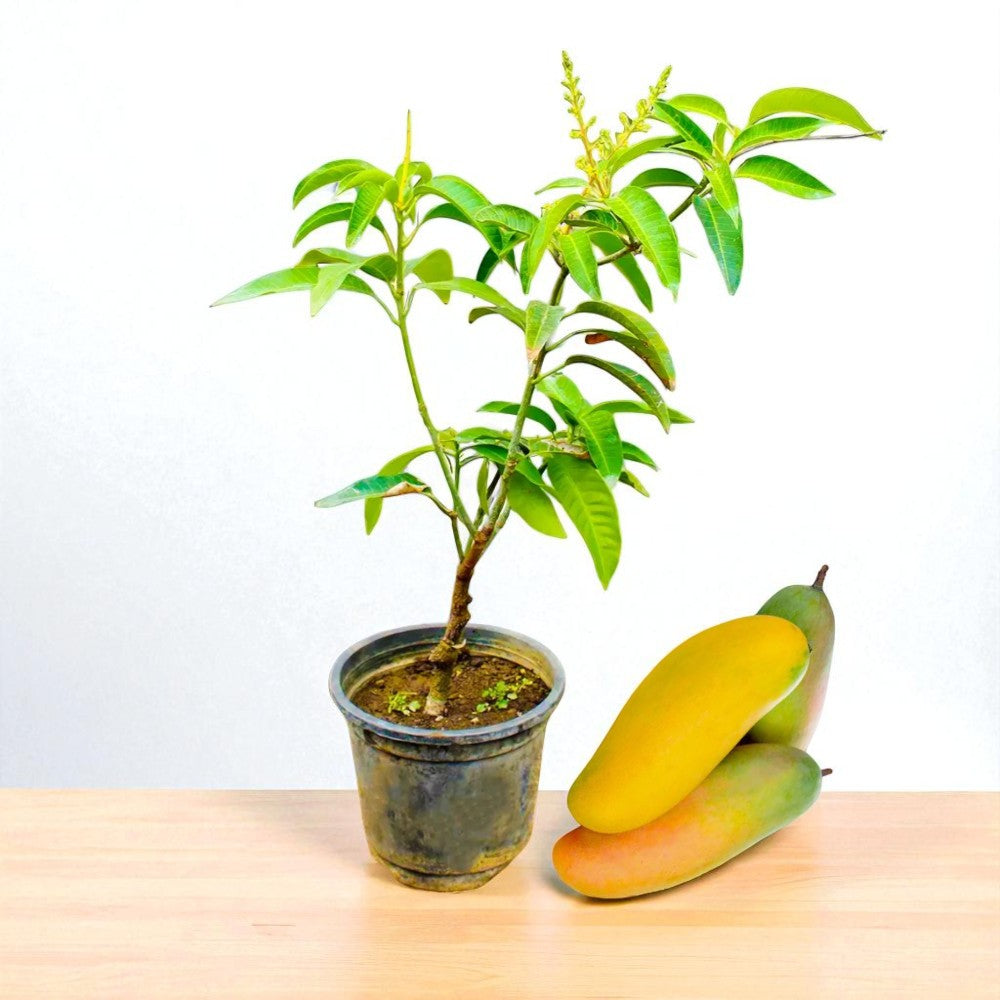 Thai Banana Mango Grafted Plant | 2-3 Feet