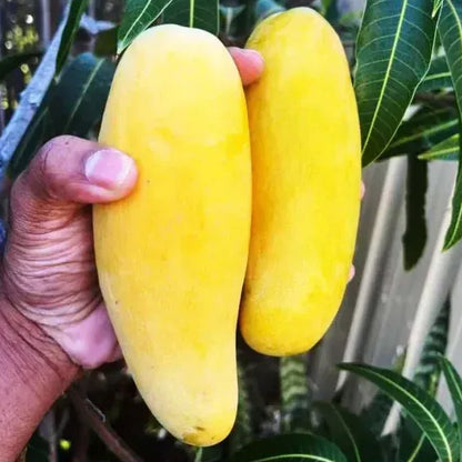 Thai Banana Mango Grafted Plant | 2-3 Feet