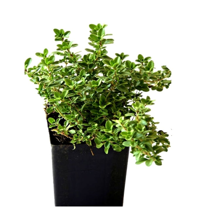 Thyme Herb Plant - Thymus Vulgaris