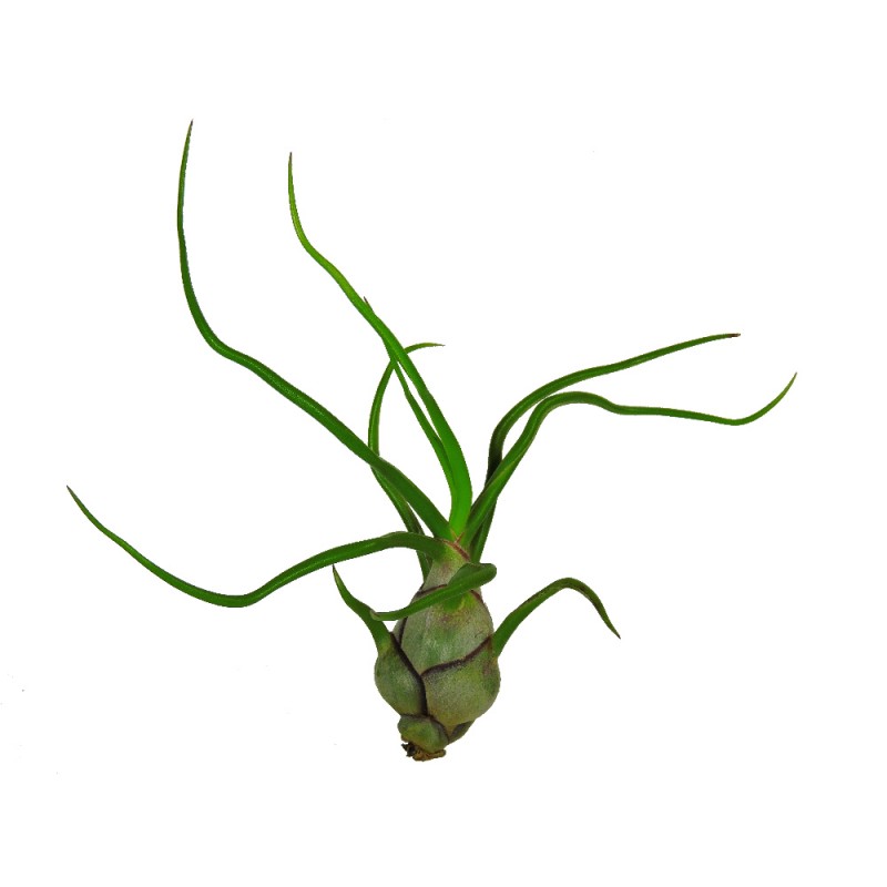 Tillandsia Bulbosa Air Plants