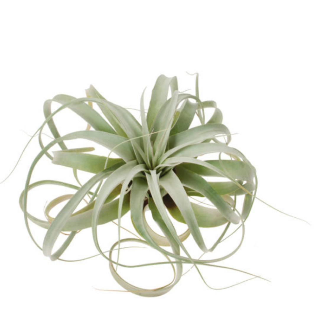 Tillandsia Xerographica Air Plants