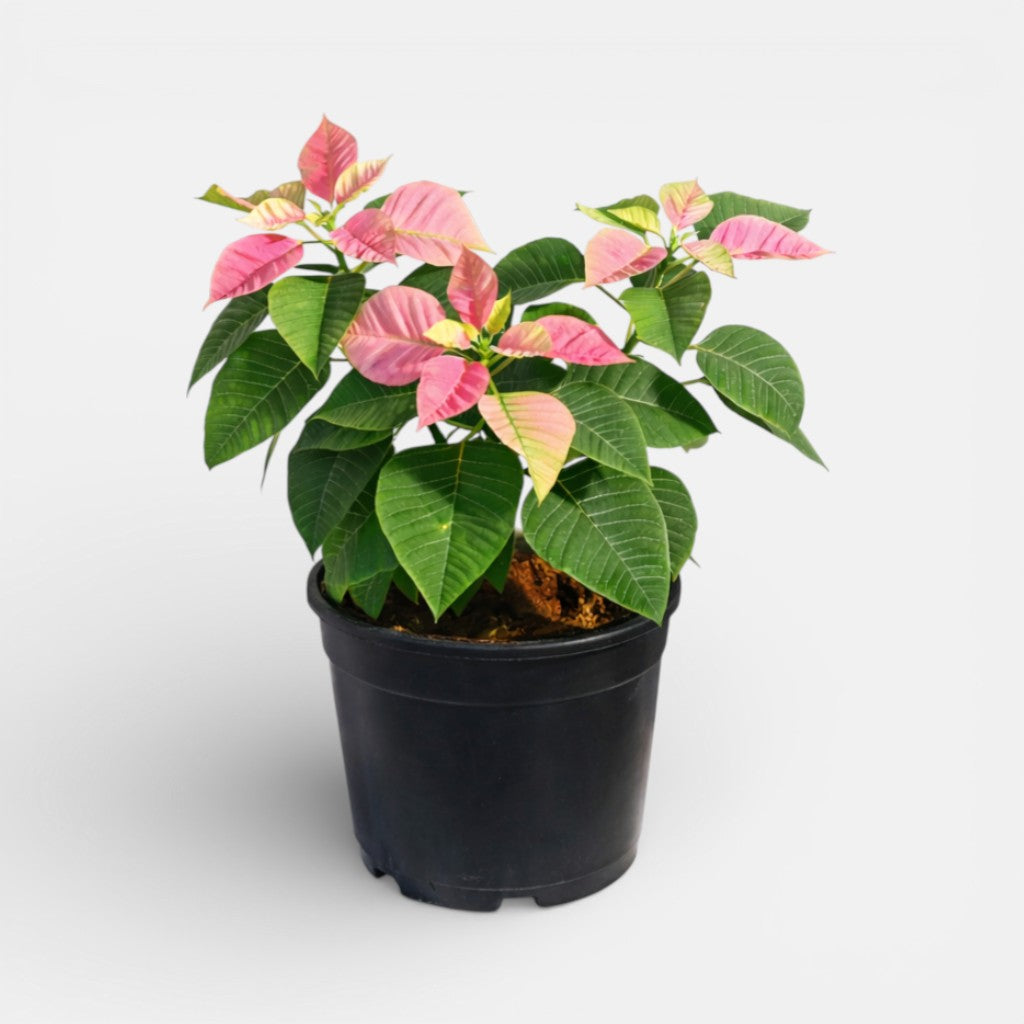 Poinsettia Pink Plant