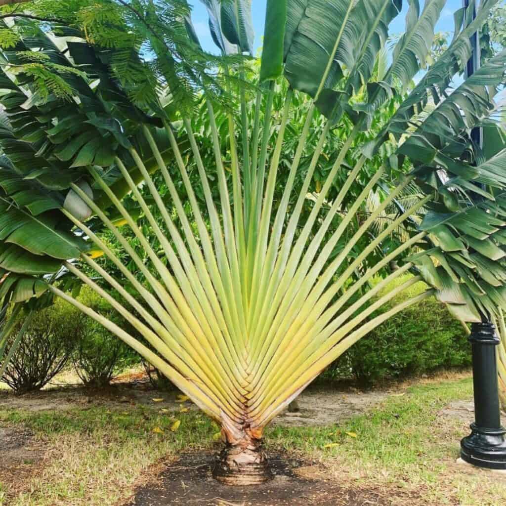 Traveller Palm