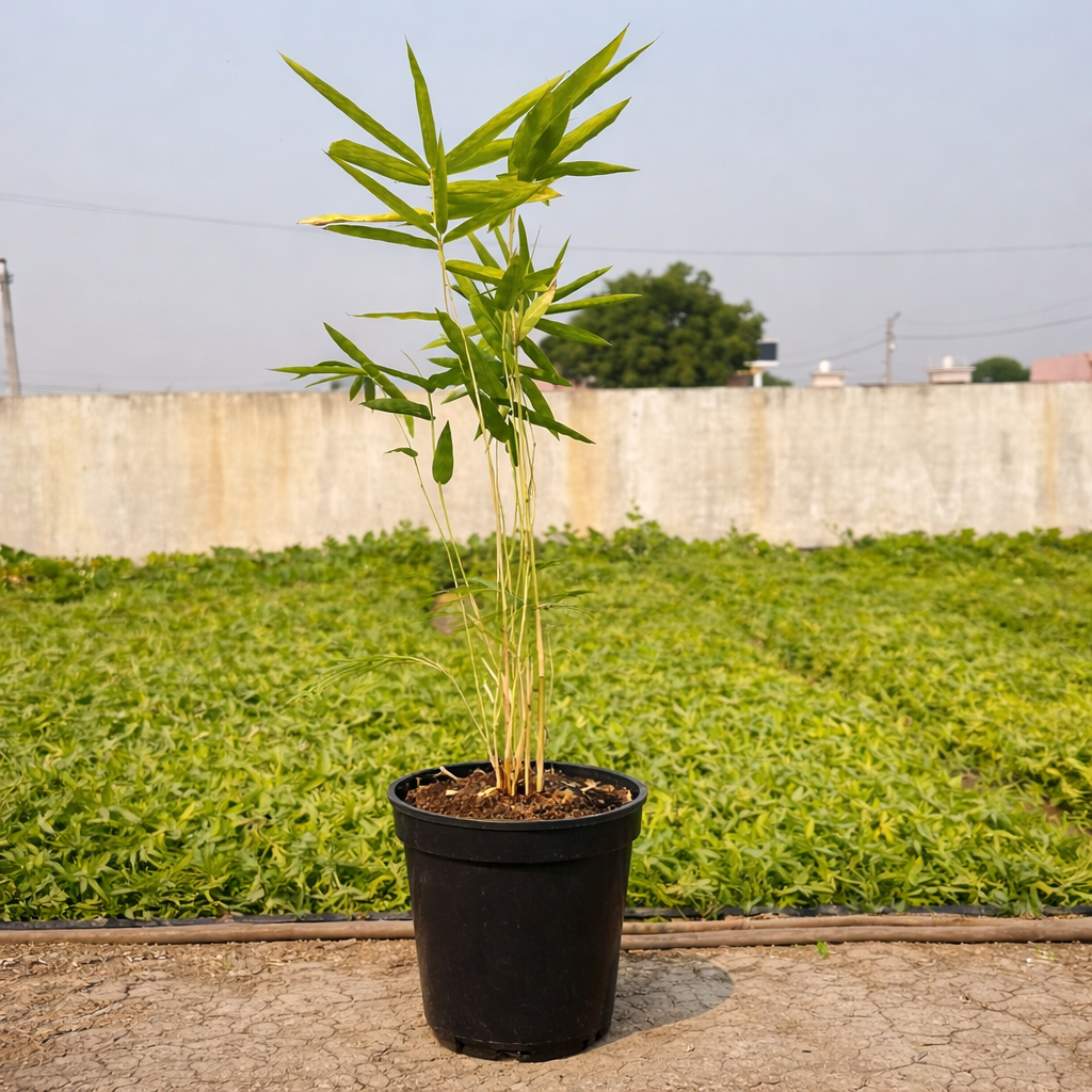 Dendrocalamus Tulda – Bamboo Plant