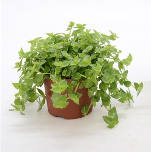 Turtle Vine Green Plant - Callisia Repens with hanging basket