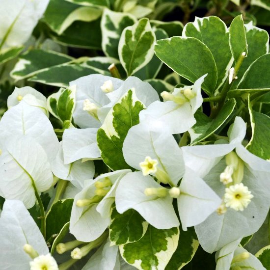 Bougainvillea Vanilla Ice Plant