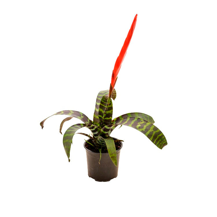 Vriesea Splendens - Flaming Sword, Tiger Bromiliad