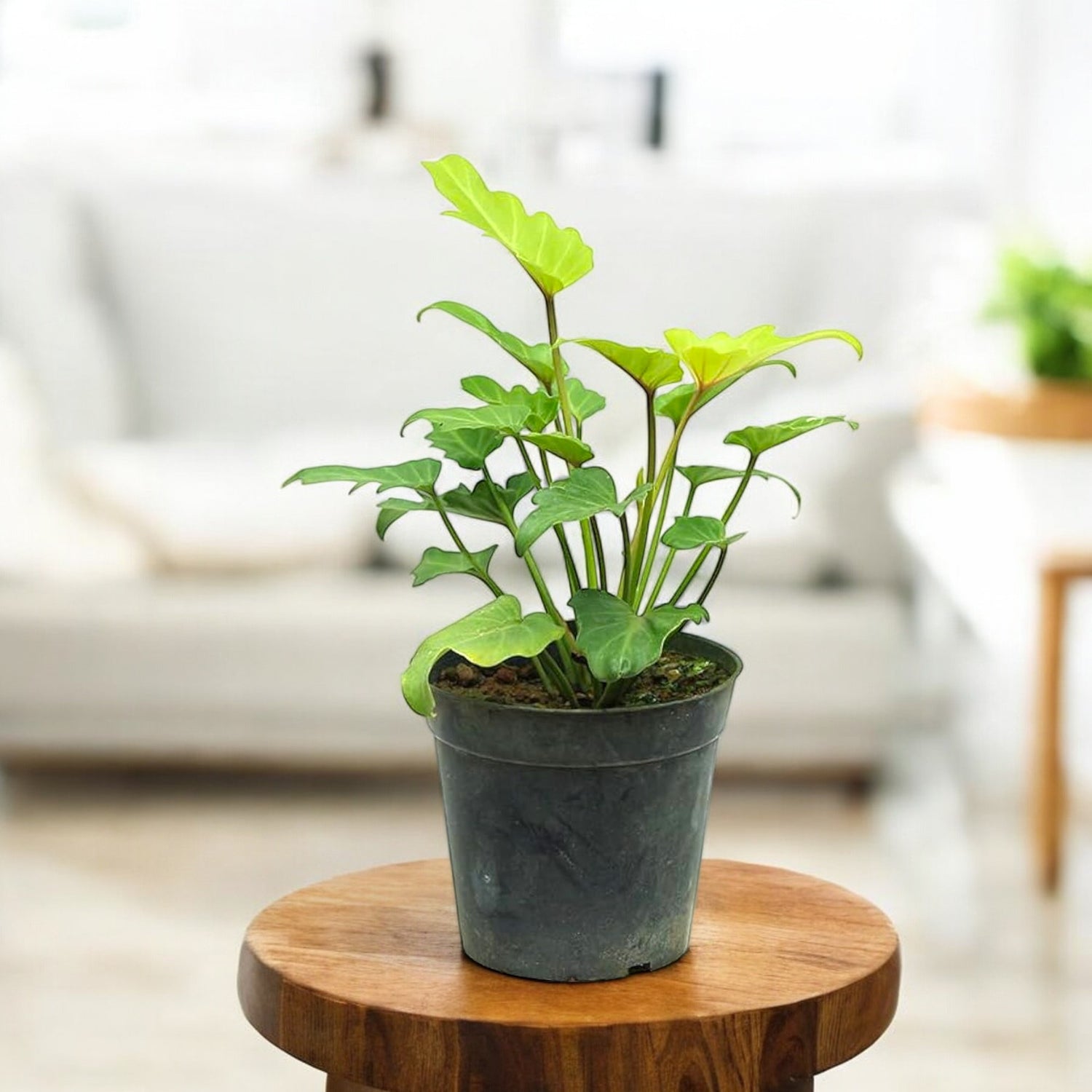 best soil for philodendron xanadu Buy Philodendron Xanadu Plant (golden) online at best price