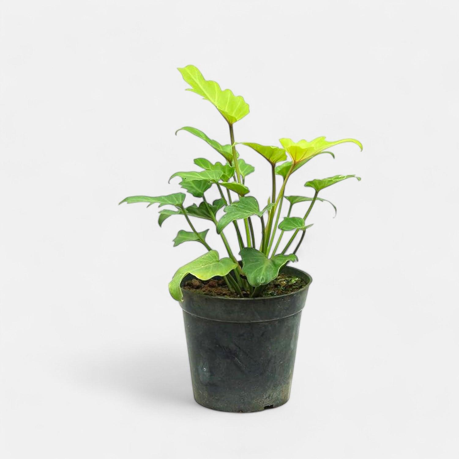 philodendron xanadu in water Buy Philodendron Xanadu Plant (golden) online at best price