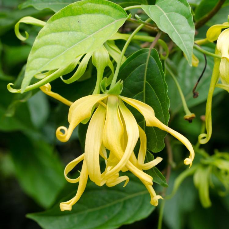 Cananga Odorata - Ylang Ylang Plant