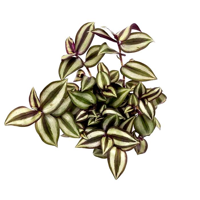 Zebrina Pendula Plant - Tradescantia Zebrina, Wandering Jew